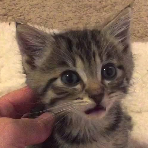 kitten@social.vlhl.dev